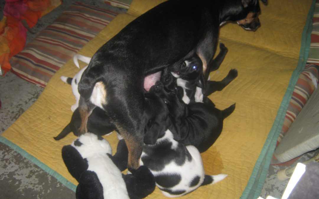 A HEALTHY MAMA