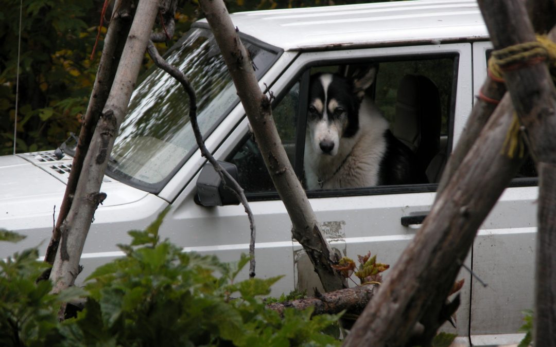 ”YUKON”