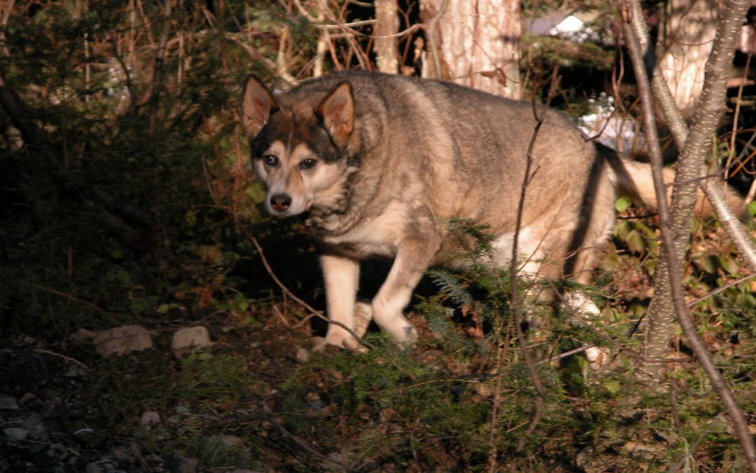 An over weight dog is not a healthy dog.