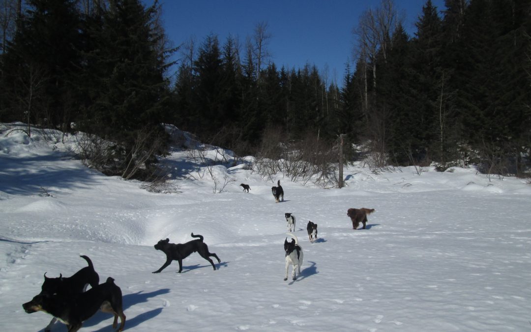 FUN ON THE POND