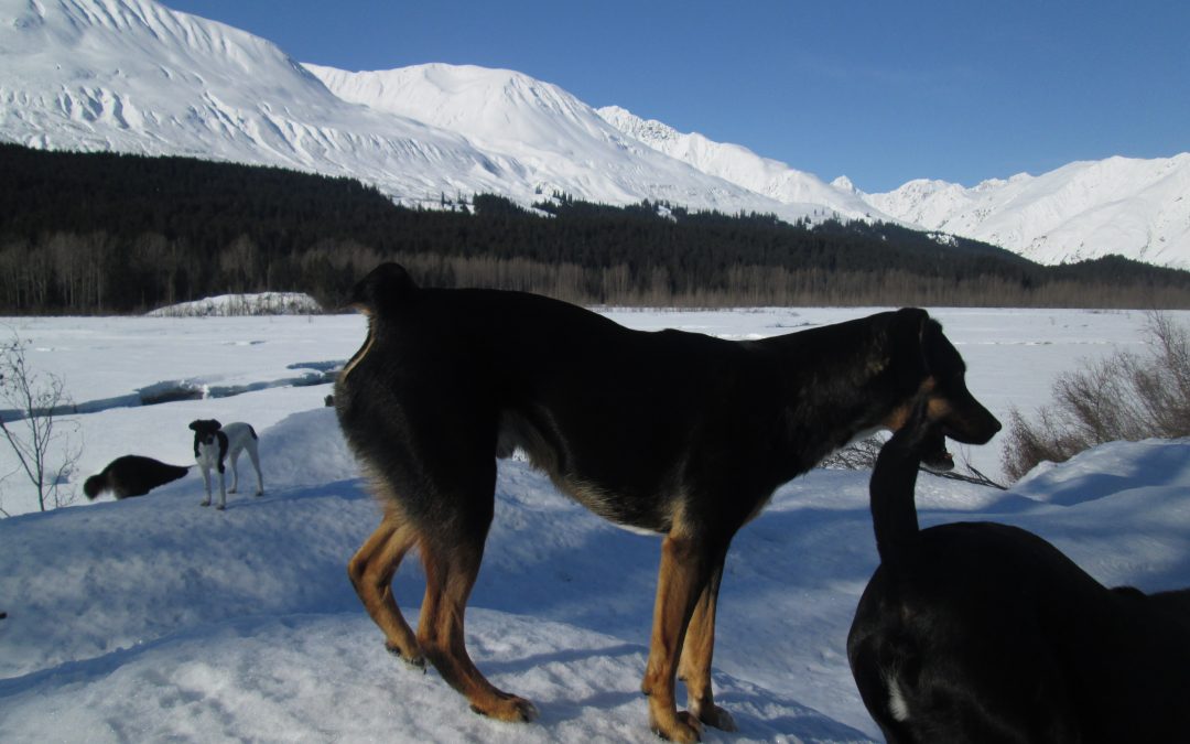 AUGGIE