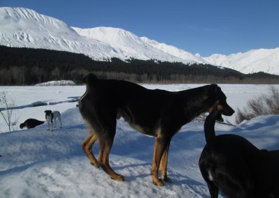 AUGGIE